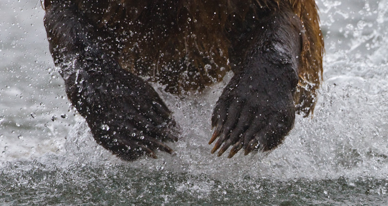 Grizzly Bear Chasing Salmon